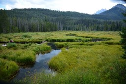 Fishook Creek Meadow
